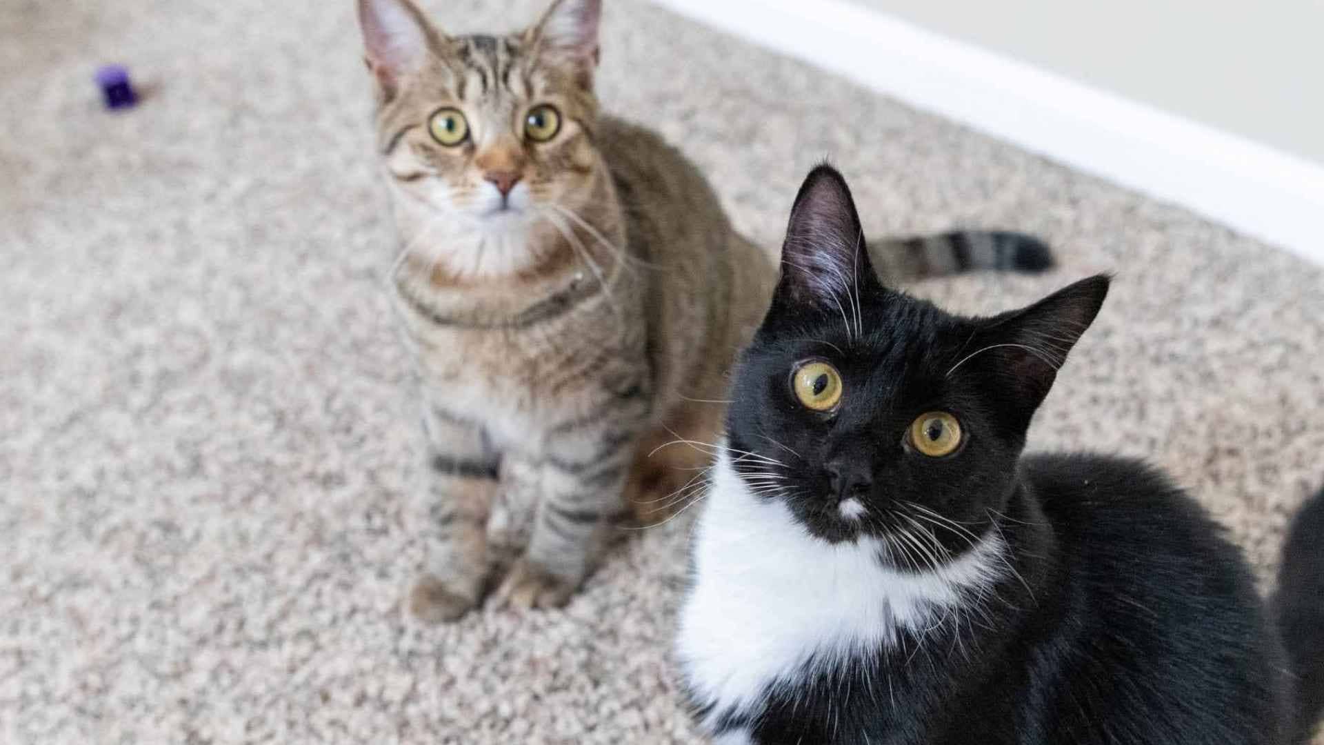 Numero de areneros por gato